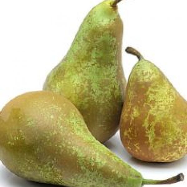 Confrence Pear