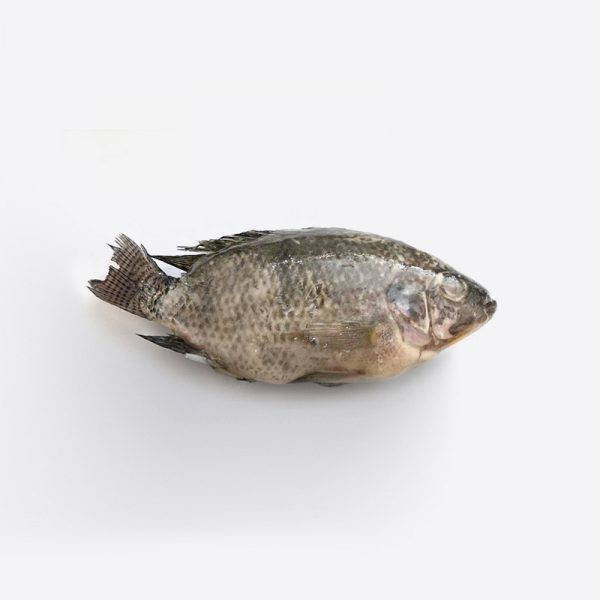 Whole Cleaned Thapia Fish