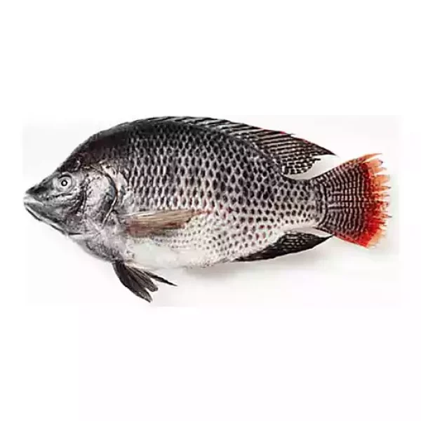 Talapia Whole Fish